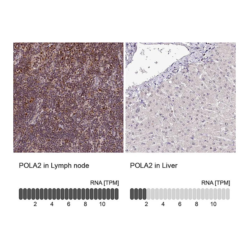 Atlas Antibodies Anti-POLA2 Antibody