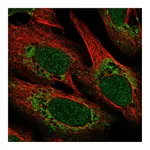 Atlas Antibodies Anti-POLD4 Antibody