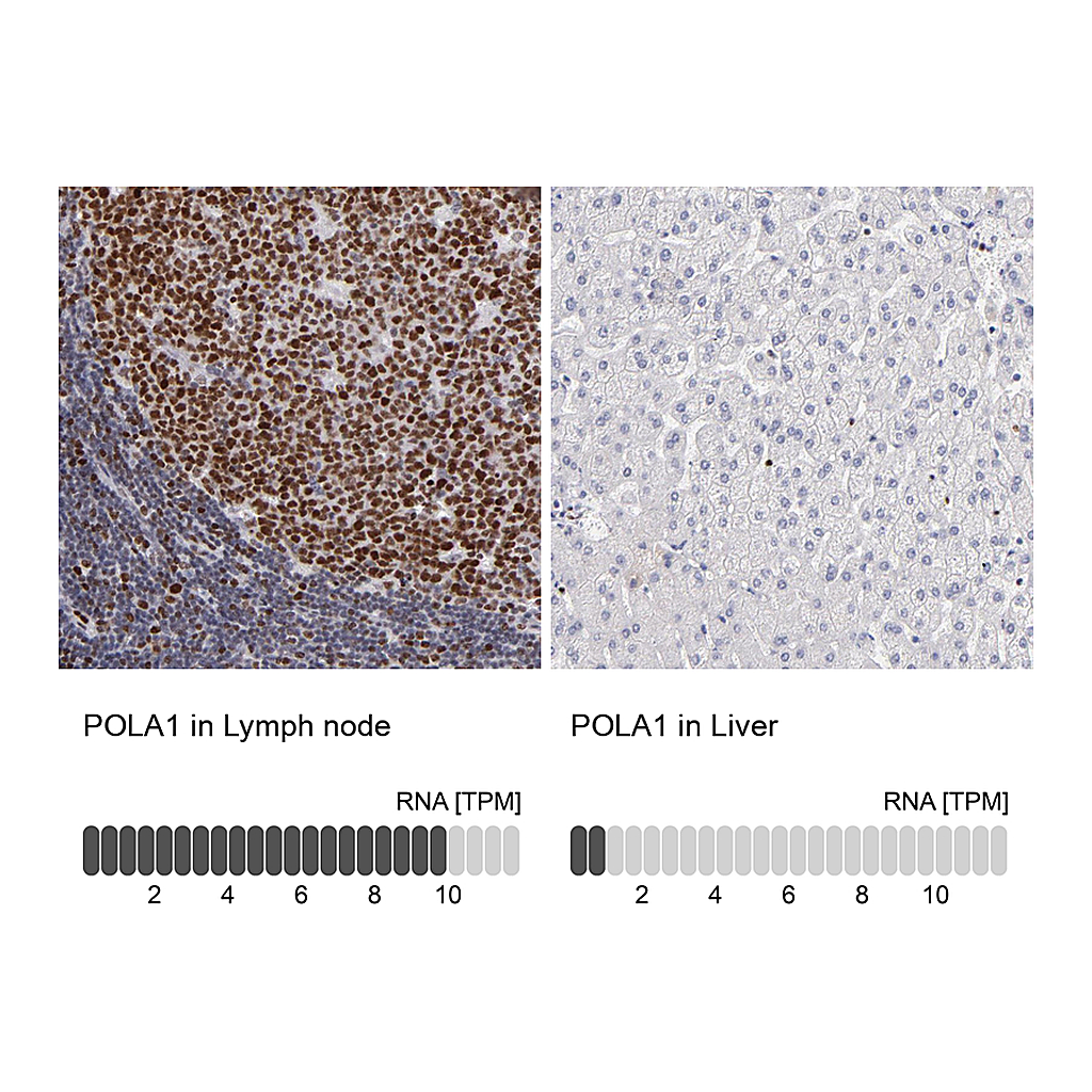 Atlas Antibodies Anti-POLA1 Antibody