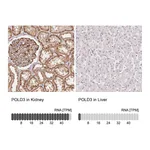Atlas Antibodies Anti-POLD3 Antibody