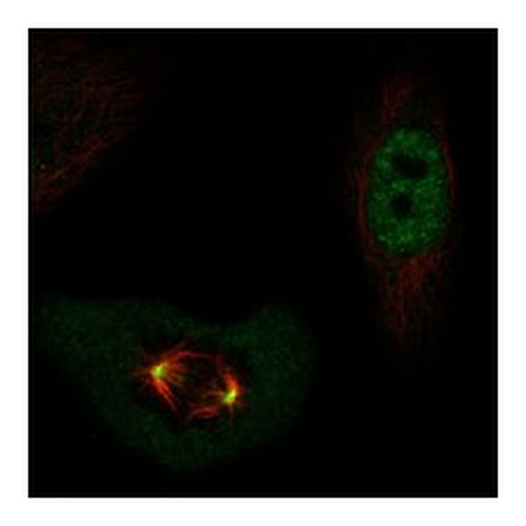 Atlas Antibodies Anti-POLD4 Antibody