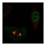 Atlas Antibodies Anti-POLD4 Antibody