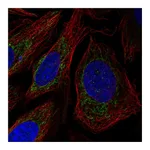 Atlas Antibodies Anti-POLDIP2 Antibody