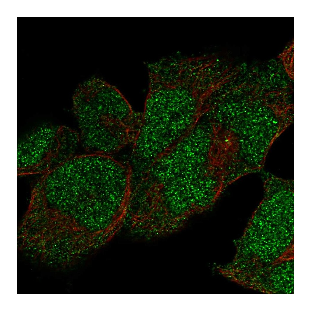 Atlas Antibodies Anti-POLE Antibody