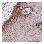 Atlas Antibodies Anti-POLE3 Antibody