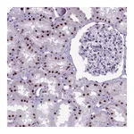 Atlas Antibodies Anti-POLE4 Antibody