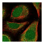 Atlas Antibodies Anti-POLE4 Antibody