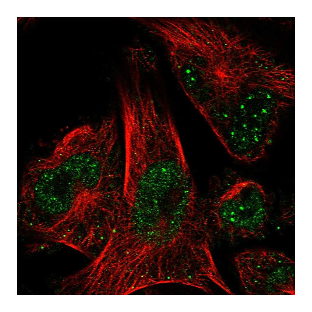 Atlas Antibodies Anti-POLE2 Antibody