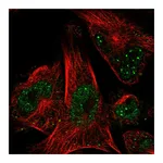 Atlas Antibodies Anti-POLE2 Antibody