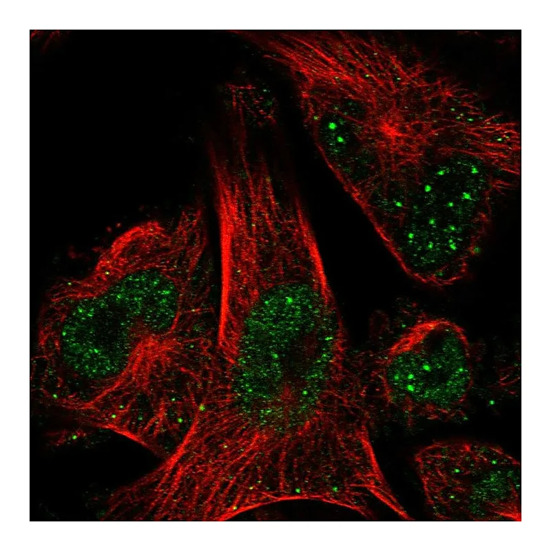 Atlas Antibodies Anti-POLE2 Antibody