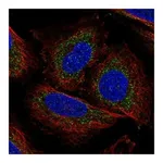 Atlas Antibodies Anti-POLG Antibody