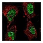 Atlas Antibodies Anti-POLK Antibody