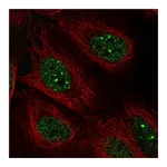 Atlas Antibodies Anti-POLK Antibody