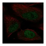 Atlas Antibodies Anti-POLK Antibody