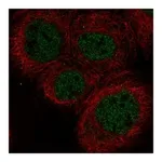 Atlas Antibodies Anti-POLL Antibody