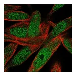Atlas Antibodies Anti-POLN Antibody