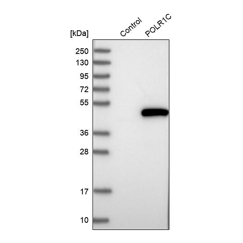 Atlas Antibodies Anti-POLR1C Antibody
