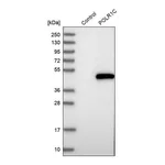 Atlas Antibodies Anti-POLR1C Antibody