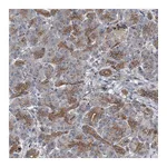Atlas Antibodies Anti-POLR1D Antibody