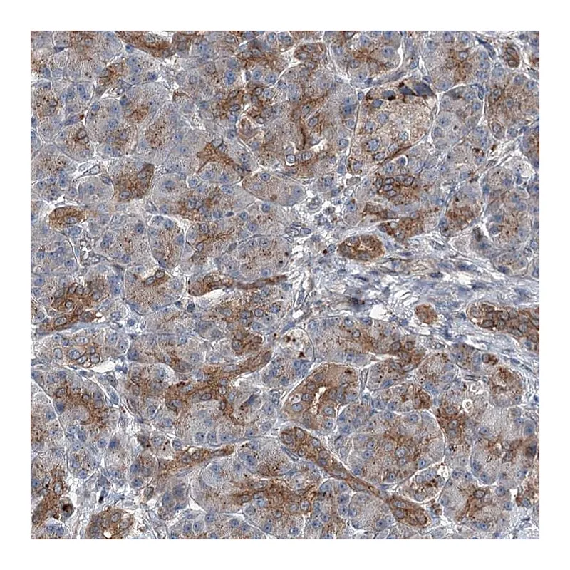Atlas Antibodies Anti-POLR1D Antibody