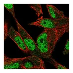 Atlas Antibodies Anti-POLN Antibody