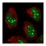 Atlas Antibodies Anti-POLR1E Antibody