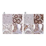 Atlas Antibodies Anti-POLR2C Antibody
