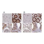 Atlas Antibodies Anti-POLR2C Antibody