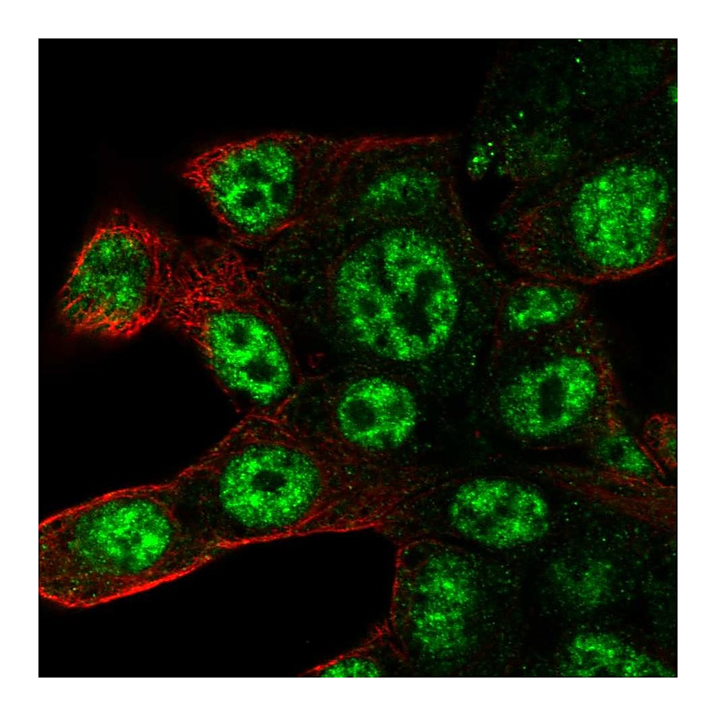Atlas Antibodies Anti-POLR2D Antibody