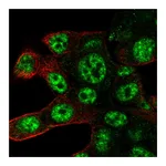 Atlas Antibodies Anti-POLR2D Antibody
