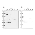 Atlas Antibodies Anti-POLR2E Antibody