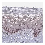 Atlas Antibodies Anti-POLR2D Antibody