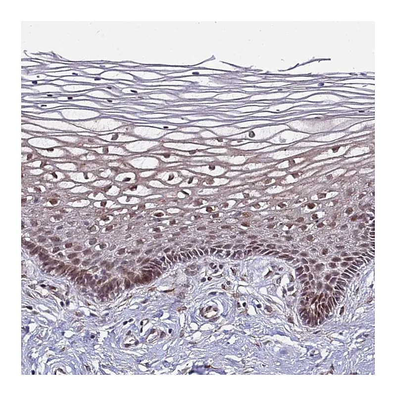 Atlas Antibodies Anti-POLR2D Antibody