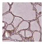 Atlas Antibodies Anti-POLR2G Antibody