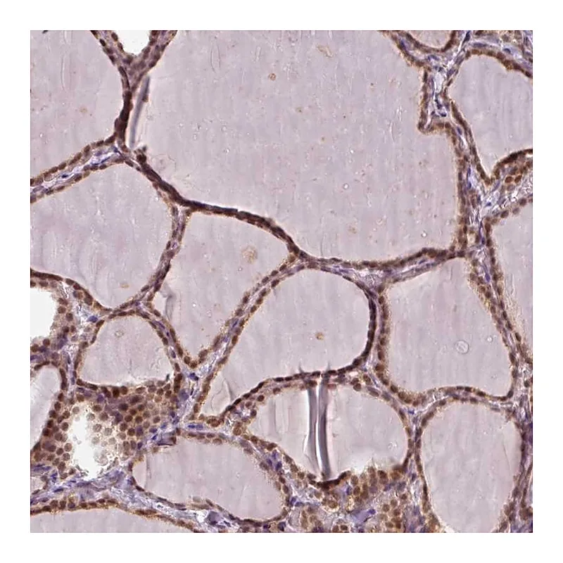 Atlas Antibodies Anti-POLR2G Antibody