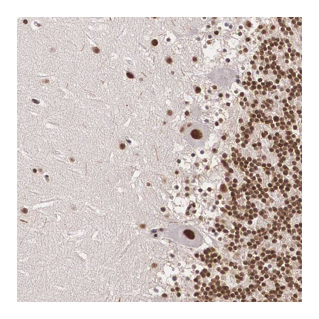 Atlas Antibodies Anti-POLR2F Antibody
