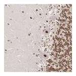 Atlas Antibodies Anti-POLR2F Antibody