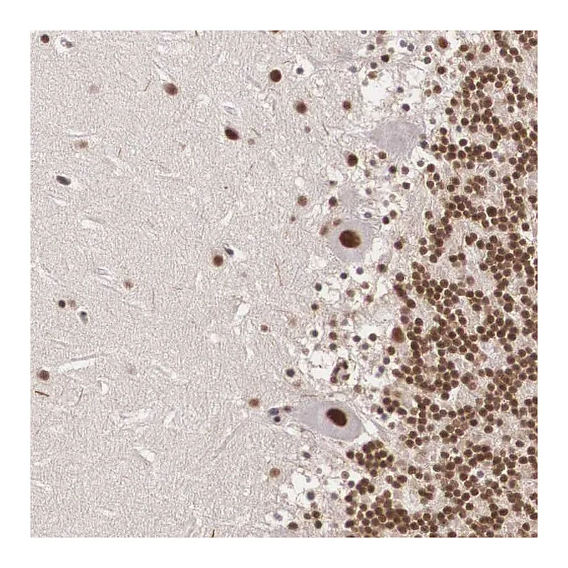Atlas Antibodies Anti-POLR2F Antibody