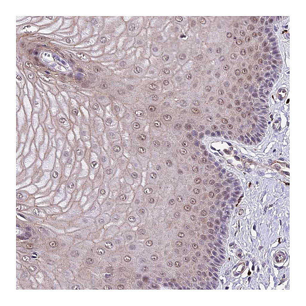 Atlas Antibodies Anti-POLR2I Antibody