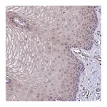 Atlas Antibodies Anti-POLR2I Antibody