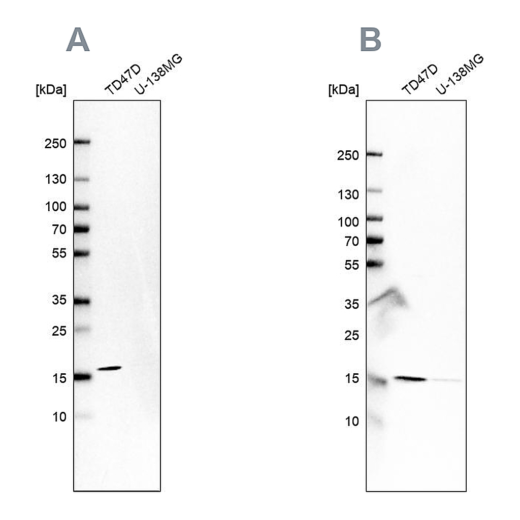 Atlas Antibodies Anti-POLR2H Antibody