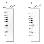 Atlas Antibodies Anti-POLR2H Antibody