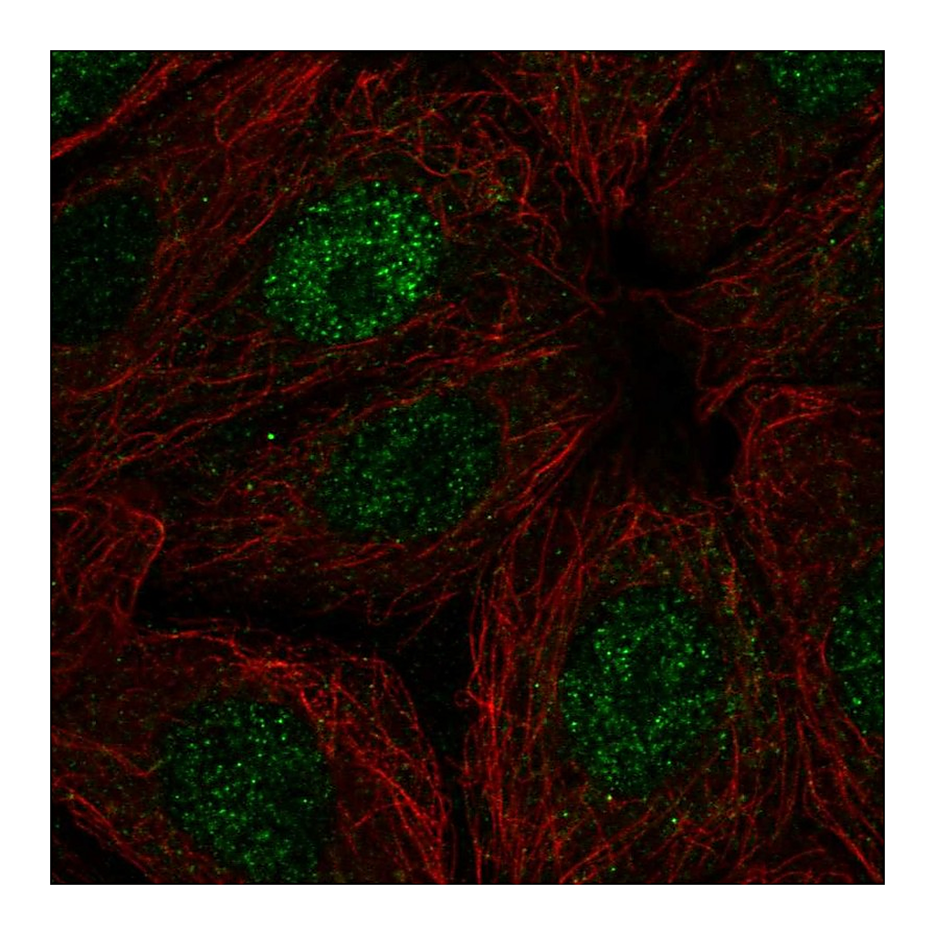 Atlas Antibodies Anti-POLR2I Antibody