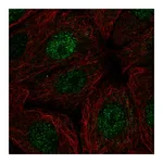 Atlas Antibodies Anti-POLR2I Antibody