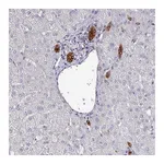 Atlas Antibodies Anti-POLR2J Antibody