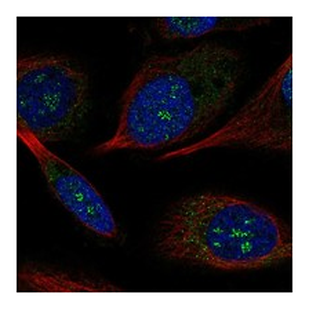 Atlas Antibodies Anti-POLR2K Antibody
