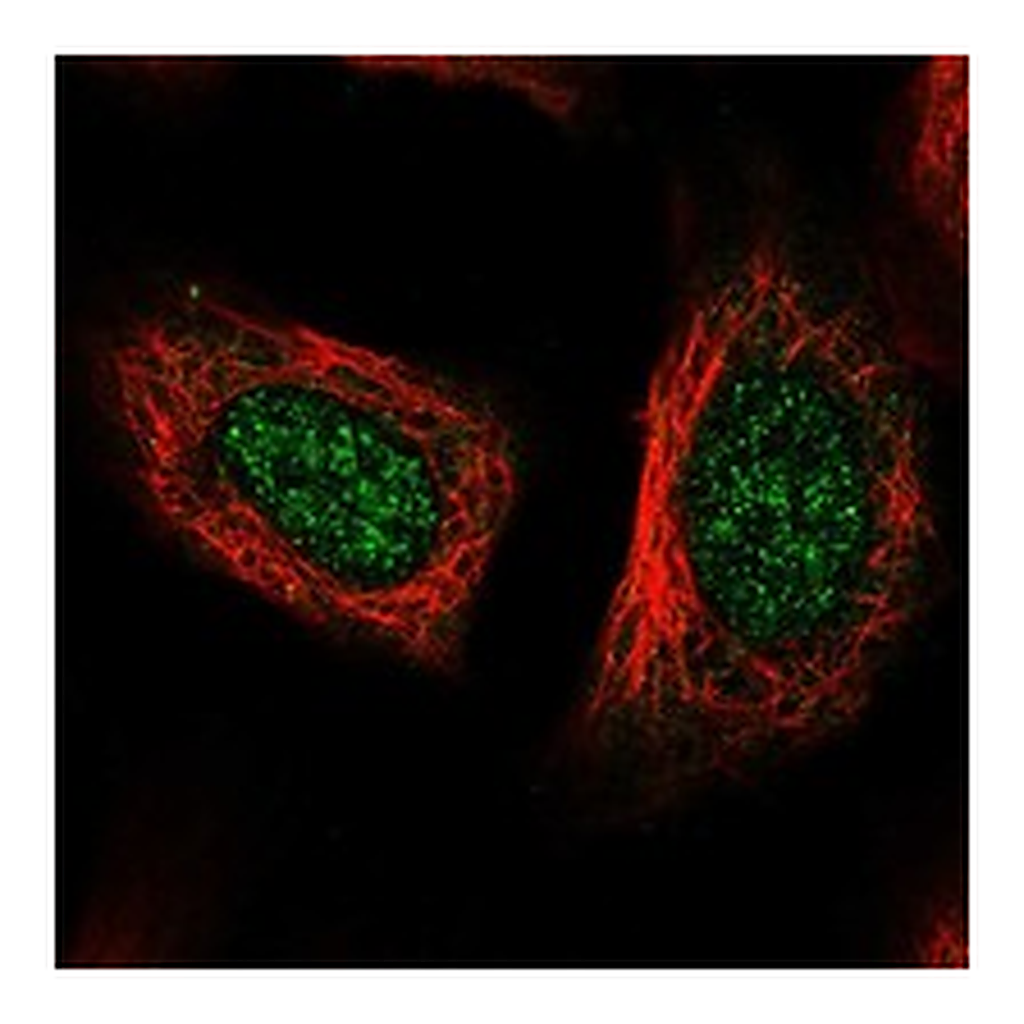 Atlas Antibodies Anti-POLR2L Antibody