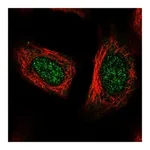 Atlas Antibodies Anti-POLR2L Antibody