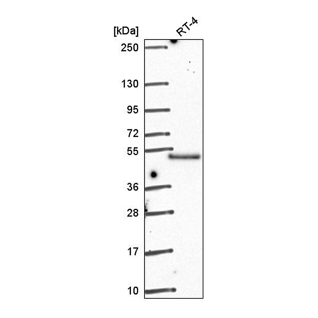 Atlas Antibodies Anti-POLR2M Antibody