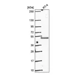 Atlas Antibodies Anti-POLR2M Antibody